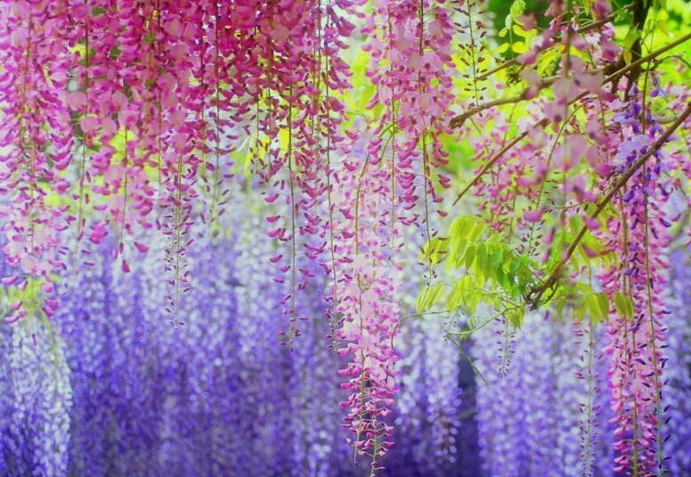 紫藤1.jpg