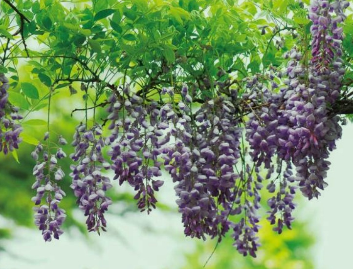 紫藤2.jpg