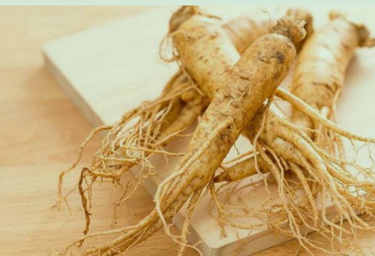 1630509354505954.jpg 人參2.jpg