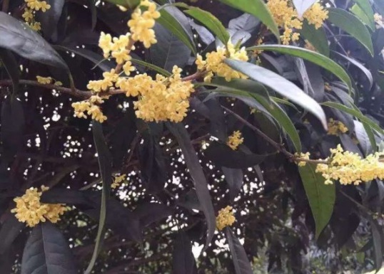 1630547469286202.jpg image.jpg