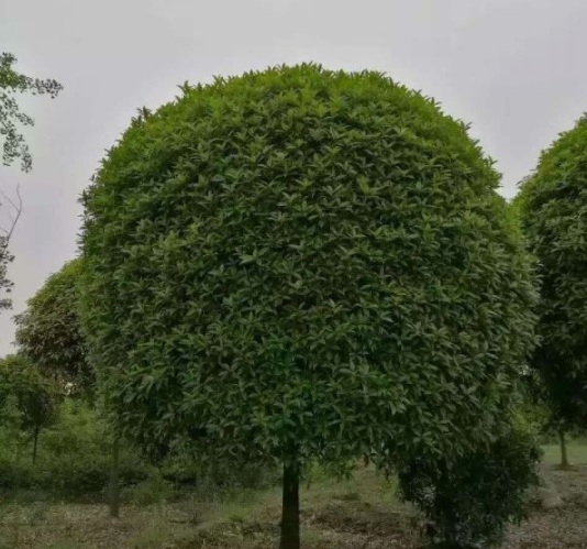 1630547481825639.jpg image.jpg