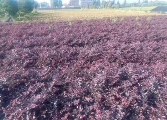 1630548914731375.jpg image.jpg