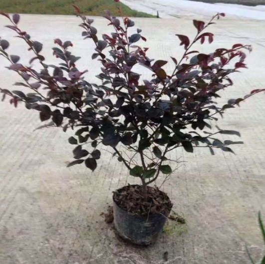 1630548925932116.jpg image.jpg