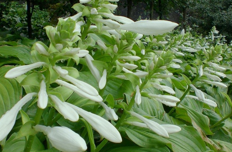 1630568349143995.jpg 玉簪花.jpg