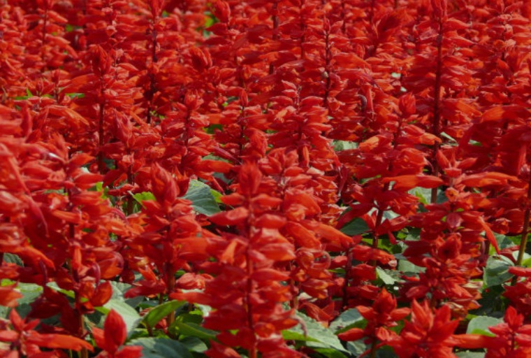 1630568438483460.jpg 一串紅.jpg