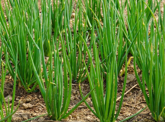 1630666088732375.jpg image.jpg