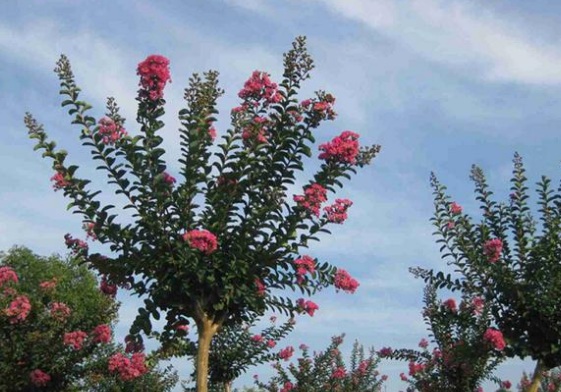 1630667753161610.jpg image.jpg