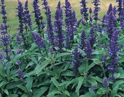 1630670729813241.jpg image.jpg