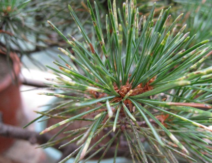 1630674702242136.jpg image.jpg