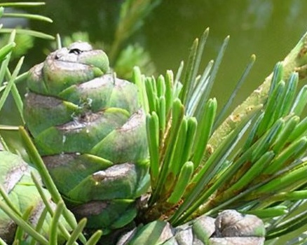 1630674725299529.jpg image.jpg