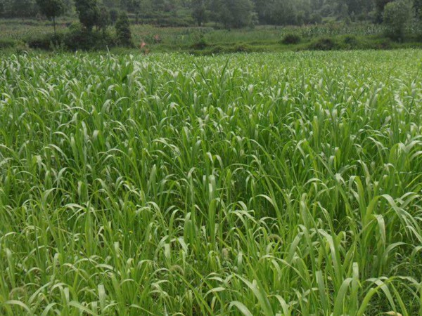 1630748449282100.jpg 6928747feb424b3b259bfeb3198bfbb7_9de2eb31767a99a0f1a26625d5f0025f.jpg