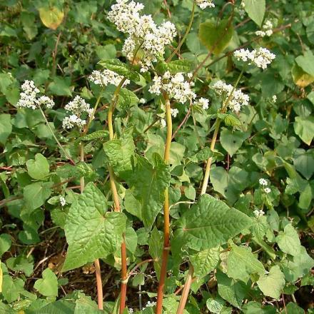 1630760666152363.jpg 1630760666152363.jpg