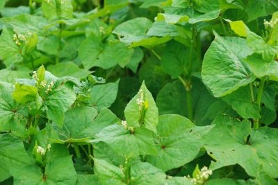 1630760694523791.jpg 1630760694523791.jpg