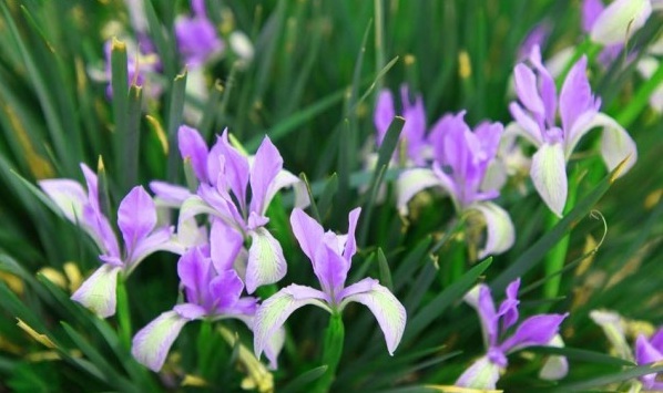 1630900036865042.jpg 馬蘭花5.jpg