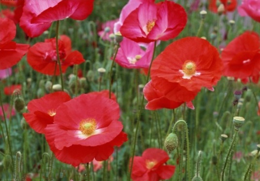 1630909608399611.jpg image.jpg