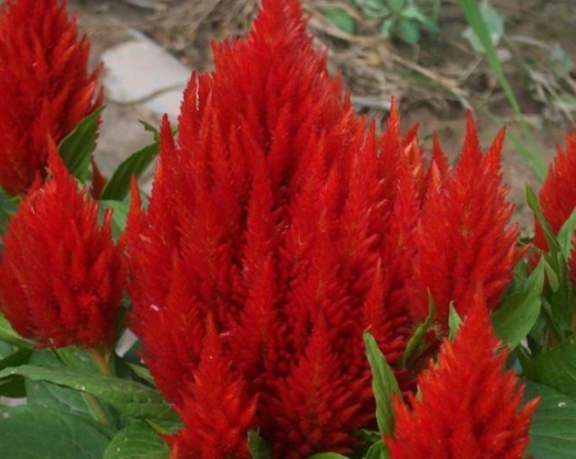 1630910054680620.jpg image.jpg