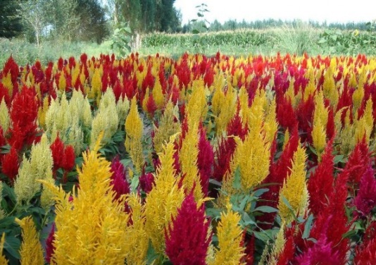 1630910066663343.jpg image.jpg