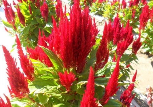 1630910078119471.jpg image.jpg