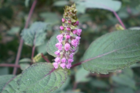 1630910494826274.jpg image.jpg