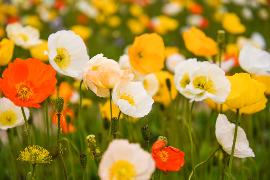 1630910931129727.jpg 1630910931129727.jpg