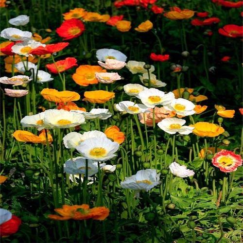 1630910947917443.jpg 1630910947917443.jpg