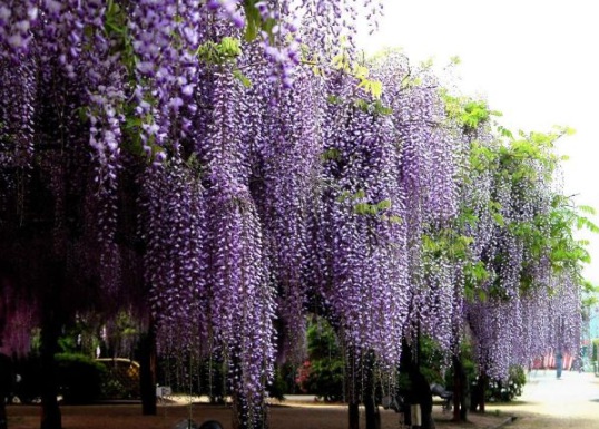 1630912649565026.jpg image.jpg