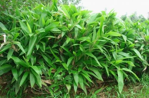 1630912666292727.jpg 1630912666292727.jpg