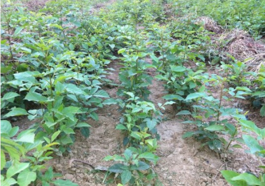 1630912667731543.jpg image.jpg