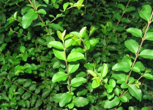 1630918411947303.jpg image.jpg