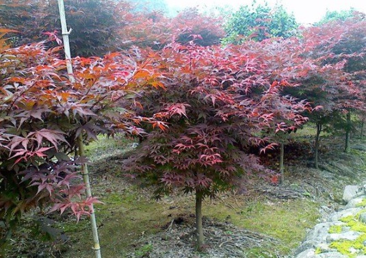 1630918815420347.jpg image.jpg