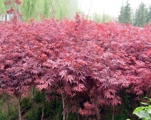 1630918842543725.jpg image.jpg