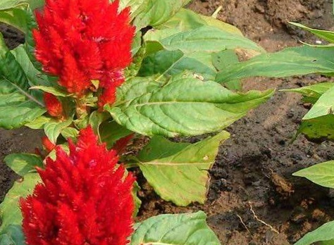 1630921809245306.jpg image.jpg