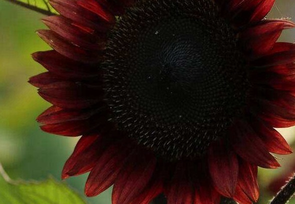 1630922592592576.jpg image.jpg