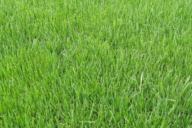 1630930266490875.jpg 草坪3.jpg