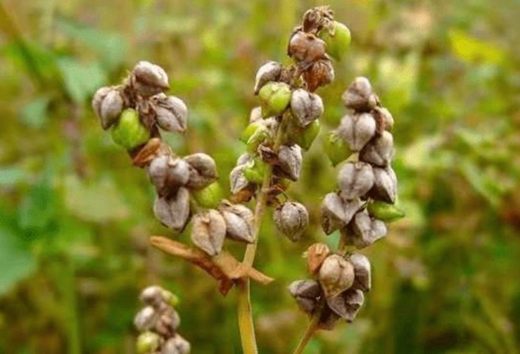 1630934497285464.jpg 苦蕎111111111111.jpg