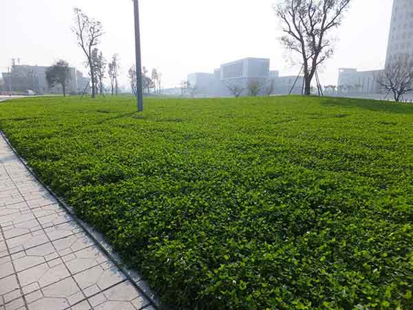 白三葉草圖片 白三葉草圖片