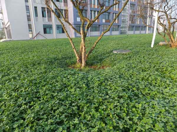 白三葉草圖片 白三葉草圖片