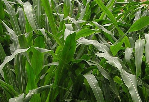 1631017278889373.jpg 1631017278889373.jpg