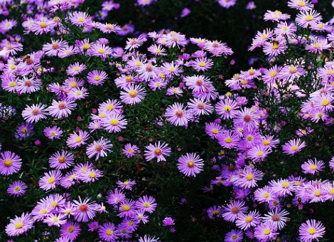 1631065463106715.jpg image.jpg