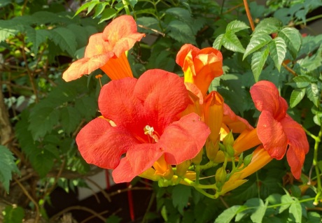 1631067728373791.jpg image.jpg