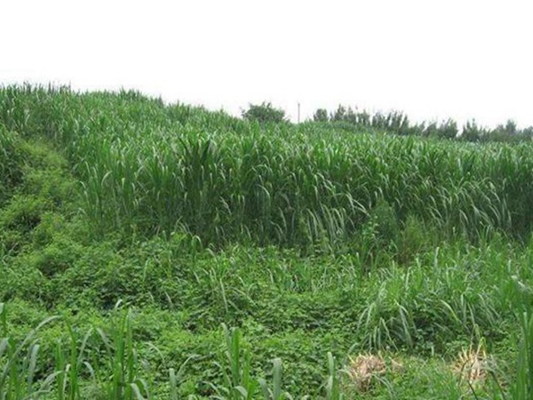 1631072149821401.jpg 0d79ad166cef79466644b0f3269adc13_1590022598832347.jpg