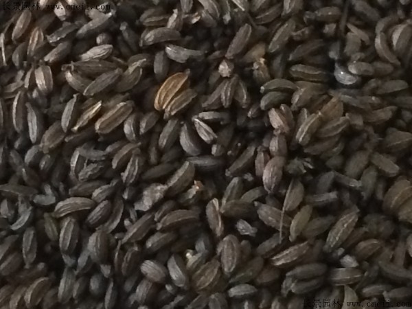 車前子種子圖片 車前子種子圖片