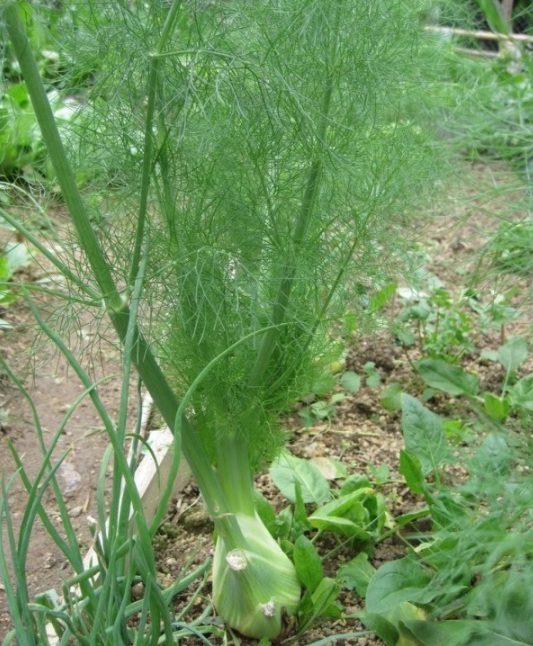 1631081503822853.jpg image.jpg