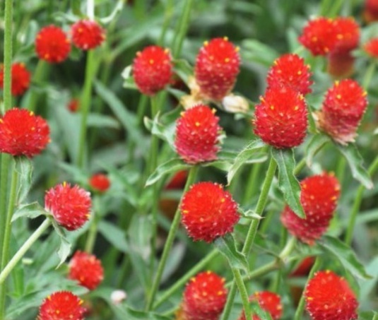 1631082934560725.jpg image.jpg