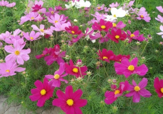 1631083645905500.jpg image.jpg