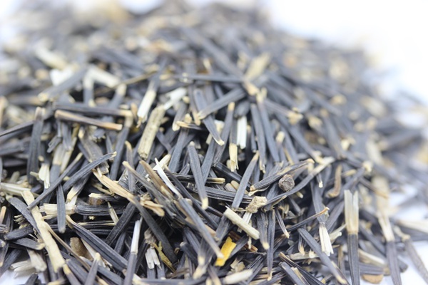 南非萬壽菊種子 南非萬壽菊種子