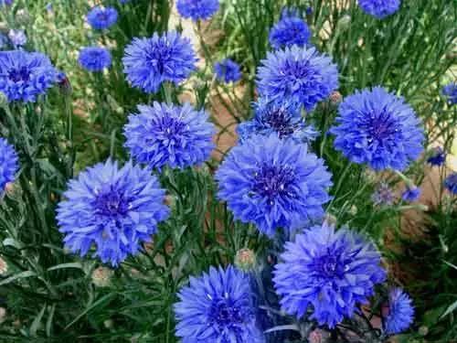 矢車菊的習性和栽培技巧