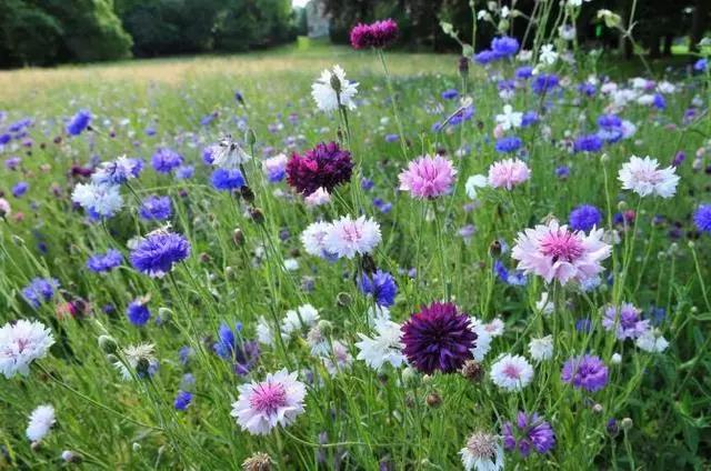 矢車菊的習性和栽培技巧