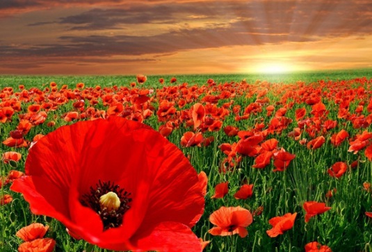 1631086169651890.jpg image.jpg