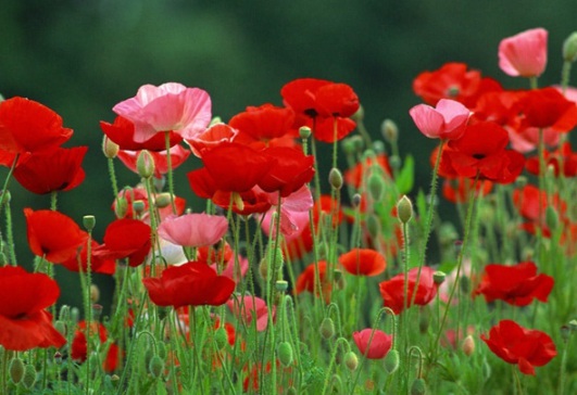 1631086821184851.jpg image.jpg